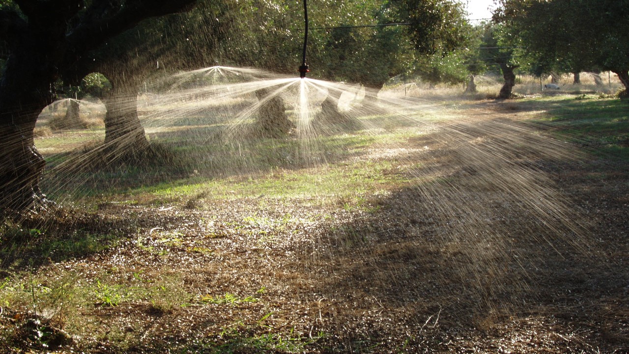 Olive microsprinkler